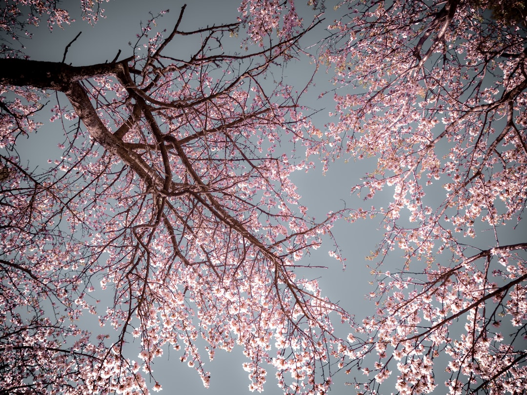 Sakura tree